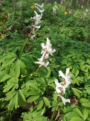Corydalis cava cava