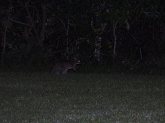 Thylogale stigmatica