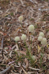 Ptilotus macrocephalus