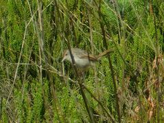 Cisticola subruficapilla