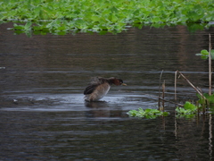 Tachybaptus ruficollis poggei