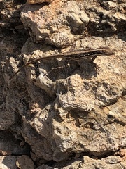 Pristurus sokotranus