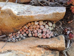 Conophytum truncatum