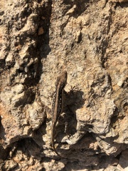 Pristurus sokotranus