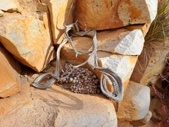 Conophytum truncatum