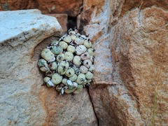 Conophytum truncatum