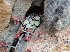 Conophytum truncatum