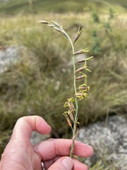 Dipcadi marlothii