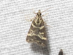 Scoparia spelaea