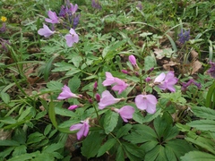 Cardamine quinquefolia