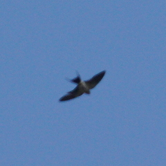 Cecropis striolata