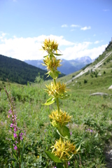 Gentiana lutea lutea