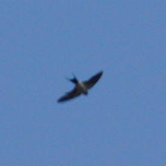 Cecropis striolata