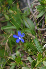 Gentiana bavarica