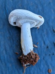 Agaricus incultorum