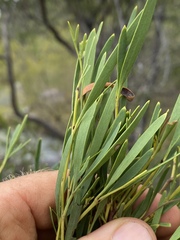 Stenocarpus angustifolius