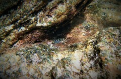 Parablennius tasmanianus