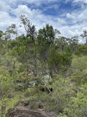 Stenocarpus angustifolius
