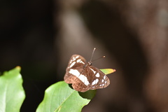 Phaedyma shepherdi