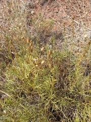 Artemisia salsoloides