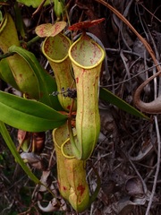 Nepenthes philippinensis