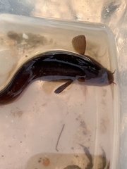 Gaidropsaridae
