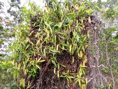 Nepenthes philippinensis