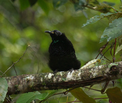 Ptiloris victoriae