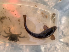 Gaidropsaridae