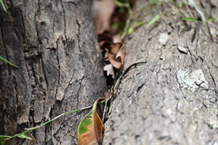 Cryptoblepharus pulcher