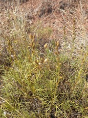 Artemisia salsoloides