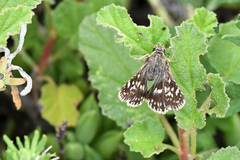 Ernsta sataspes