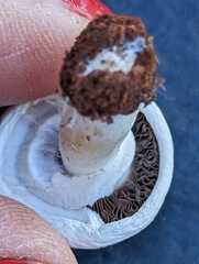 Agaricus incultorum