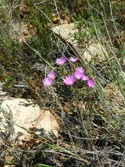 Lampranthus falcatus