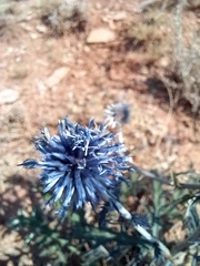 Echinops tataricus