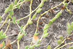Ernsta sataspes