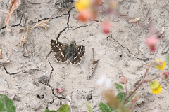 Ernsta sataspes