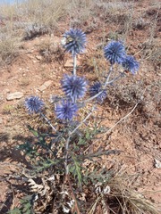 Echinops tataricus