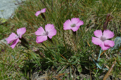 Dianthus pavonius