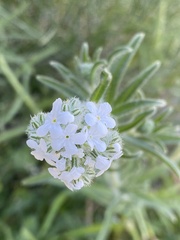 Cryptantha muricata