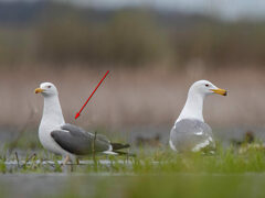 Larus fuscus heuglini