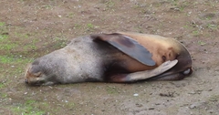 Arctocephalus gazella