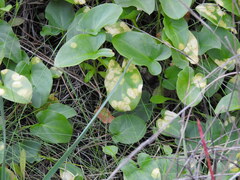 Phyllosiphon arisari