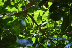 Gerygone mouki