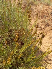 Artemisia salsoloides