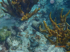 Lactophrys bicaudalis