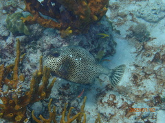 Lactophrys bicaudalis