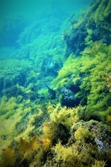 Pempheris multiradiata