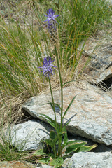Phyteuma betonicifolium