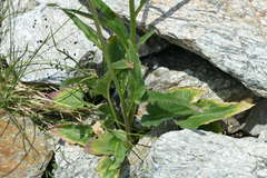 Phyteuma betonicifolium